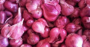 Halmahera Timur jadi sentra pengembangan bawang